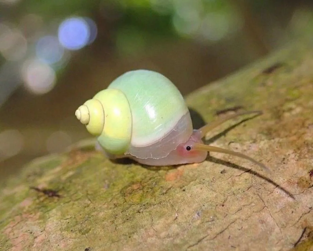 A picture of a green snail with a conch shell on its end. 